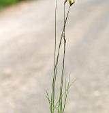 ostřice časná <i>(Carex praecox)</i> / Habitus