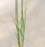 ostřice časná <i>(Carex praecox)</i> / Habitus