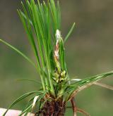 ostřice nízká <i>(Carex humilis)</i> / Habitus