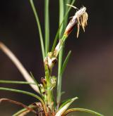 ostřice nízká <i>(Carex humilis)</i> / Květ/Květenství