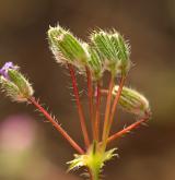 pumpava obecná <i>(Erodium cicutarium)</i> / Květ/Květenství