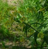 hulevník nejtužší <i>(Sisymbrium strictissimum)</i> / Habitus