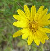 kozí brada východní <i>(Tragopogon orientalis)</i> / Květ/Květenství