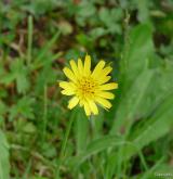 kozí brada luční <i>(Tragopogon pratensis)</i> / Květ/Květenství