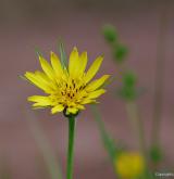 kozí brada luční <i>(Tragopogon pratensis)</i> / Květ/Květenství