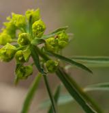 pryšec obecný <i>(Euphorbia esula)</i> / Květ/Květenství