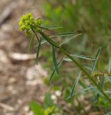 pryšec obecný <i>(Euphorbia esula)</i>