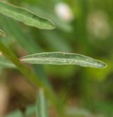pryšec obecný <i>(Euphorbia esula)</i> / List