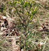 kručinka německá <i>(Genista germanica)</i> / Habitus