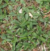 jestřábník chlupáček <i>(Hieracium pilosella)</i> / Habitus