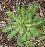 prasetník kořenatý <i>(Hypochaeris radicata)</i>