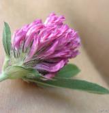 jetel alpínský <i>(Trifolium alpestre)</i> / Květ/Květenství