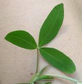 jetel prostřední <i>(Trifolium medium)</i> / List