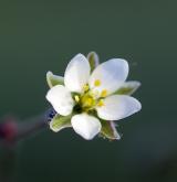 kolenec rolní <i>(Spergula arvensis)</i> / Květ/Květenství