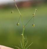 kolenec rolní <i>(Spergula arvensis)</i> / Habitus