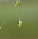 kolenec rolní <i>(Spergula arvensis)</i> / Habitus