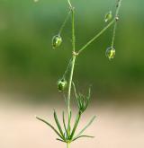 kolenec rolní <i>(Spergula arvensis)</i> / Habitus