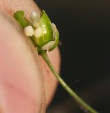kolenec rolní <i>(Spergula arvensis)</i> / Plod