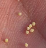 kolenec rolní <i>(Spergula arvensis)</i> / Semena