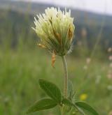 jetel bledožlutý <i>(Trifolium ochroleucon)</i> / Květ/Květenství