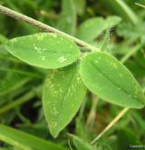 jetel bledožlutý <i>(Trifolium ochroleucon)</i> / List