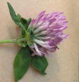 jetel luční <i>(Trifolium pratense)</i> / Květ/Květenství