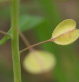 penízek prorostlý <i>(Thlaspi perfoliatum)</i>