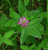 jetel prostřední <i>(Trifolium medium)</i> / Květ/Květenství