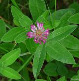 jetel prostřední <i>(Trifolium medium)</i> / Květ/Květenství