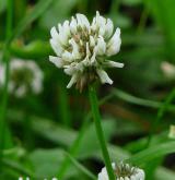 jetel plazivý <i>(Trifolium repens)</i> / Květ/Květenství