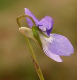 violka Rivinova <i>(Viola riviniana)</i> / Květ/Květenství