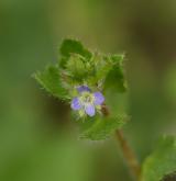 rozrazil břečťanolistý <i>(Veronica hederifolia)</i> / Květ/Květenství