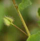 rozrazil břečťanolistý <i>(Veronica hederifolia)</i> / Plod