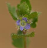 rozrazil břečťanolistý <i>(Veronica hederifolia)</i> / Květ/Květenství