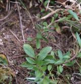 vítod obecný <i>(Polygala vulgaris)</i>