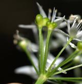 česnek medvědí <i>(Allium ursinum)</i>