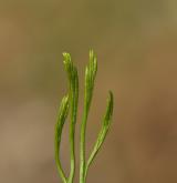 sleziník severní <i>(Asplenium septentrionale)</i> / List