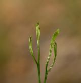 sleziník severní <i>(Asplenium septentrionale)</i> / List