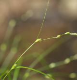 ostřice řídkoklasá <i>(Carex remota)</i> / Květ/Květenství