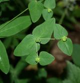 pryšec sladký <i>(Euphorbia dulcis)</i> / Plod