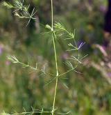 svízel sivý <i>(Galium glaucum)</i> / Habitus