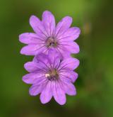 kakost pyrenejský <i>(Geranium pyrenaicum)</i> / Květ/Květenství