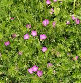 kakost krvavý <i>(Geranium sanguineum)</i>