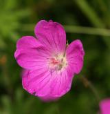 kakost krvavý <i>(Geranium sanguineum)</i>