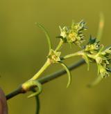 chmerek roční <i>(Scleranthus annuus)</i> / Květ/Květenství