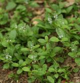 rozrazil lékařský <i>(Veronica officinalis)</i> / Habitus