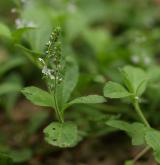 rozrazil lékařský <i>(Veronica officinalis)</i> / Habitus