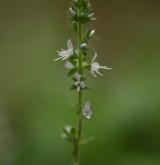 rozrazil lékařský <i>(Veronica officinalis)</i> / Květ/Květenství