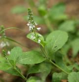 rozrazil lékařský <i>(Veronica officinalis)</i> / Habitus