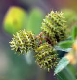 tolice nejmenší <i>(Medicago minima)</i> / Plod